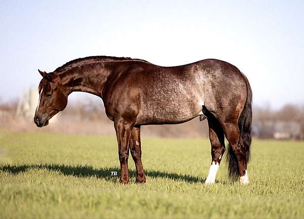 ranch-versatility-quarter-horse