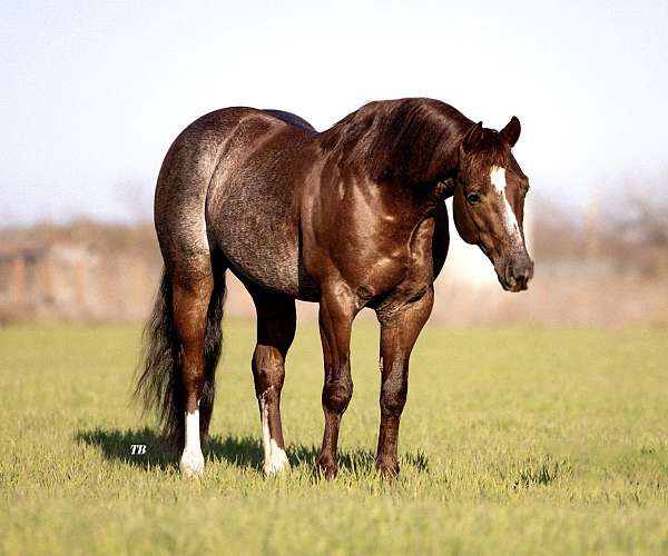 ranch-work-quarter-horse