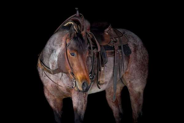 calf-roping-quarter-horse