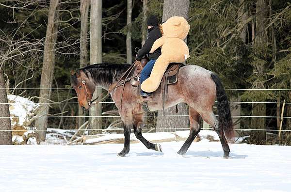 athletic-quarter-horse