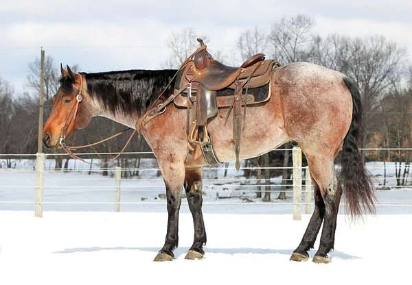 flashy-quarter-horse