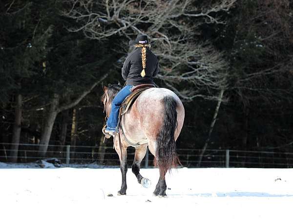 husband-safe-quarter-horse