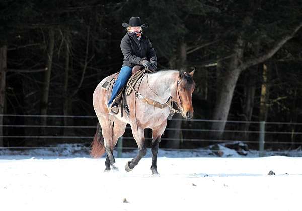 ranch-versatility-quarter-horse