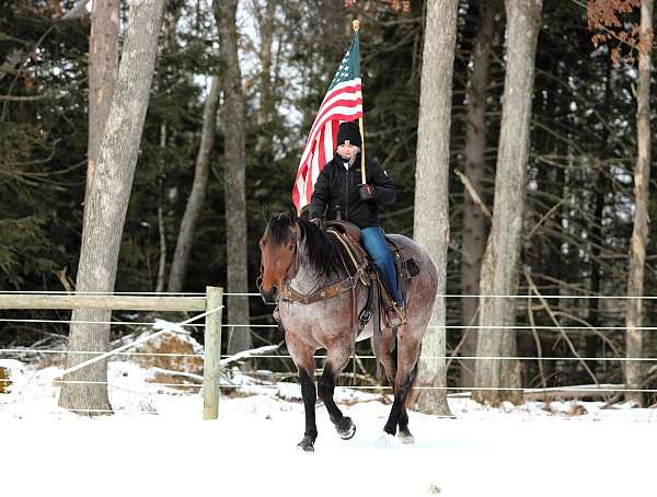 ranch-work-quarter-horse