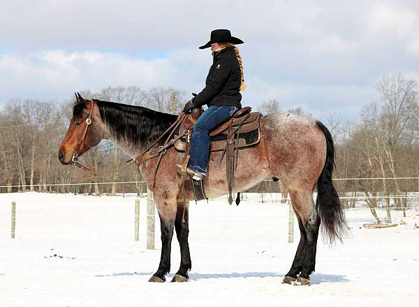 ridden-english-quarter-horse