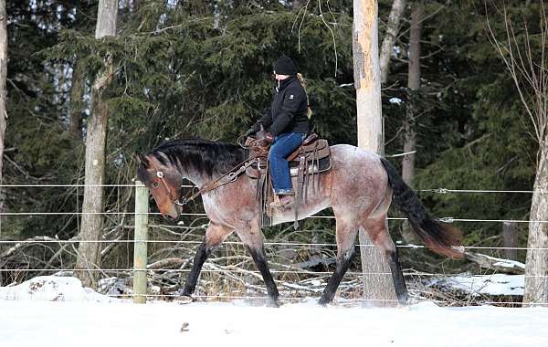 roping-quarter-horse