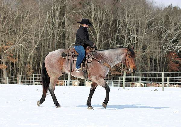 show-quarter-horse