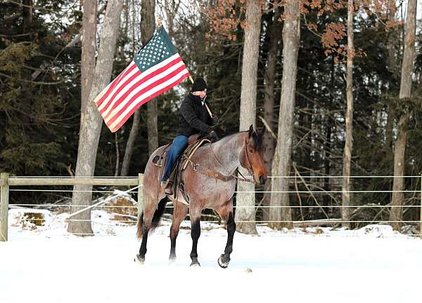 trail-riding-quarter-horse