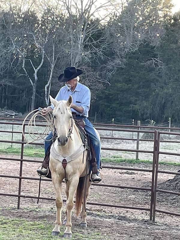 quarter-horse-for-sale