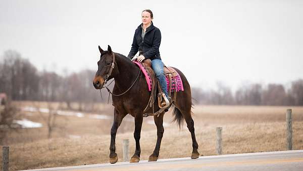 ranch-work-quarter-horse