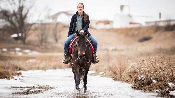 ridden-western-quarter-horse