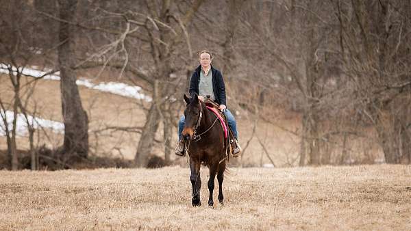 trail-riding-quarter-horse