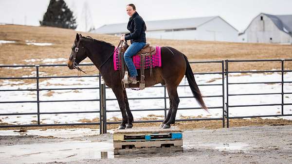 working-cattle-quarter-horse