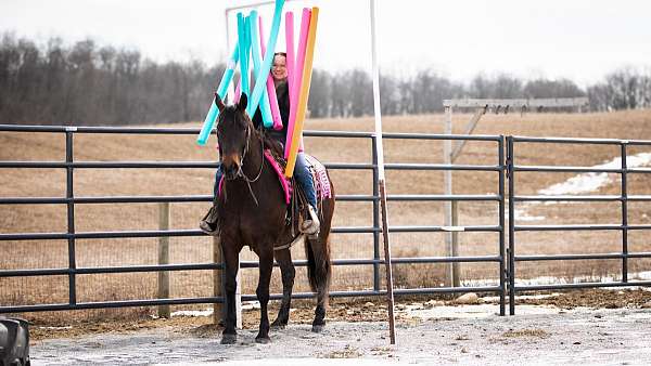 bay-quarter-horse-gelding