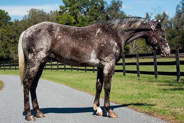 athletic-appaloosa-horse