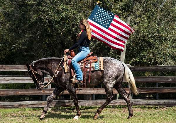 flashy-appaloosa-horse