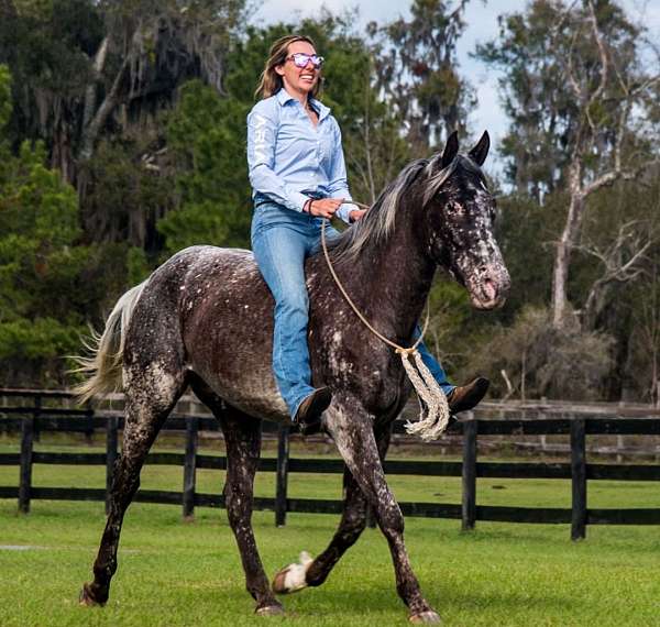 kid-safe-appaloosa-horse