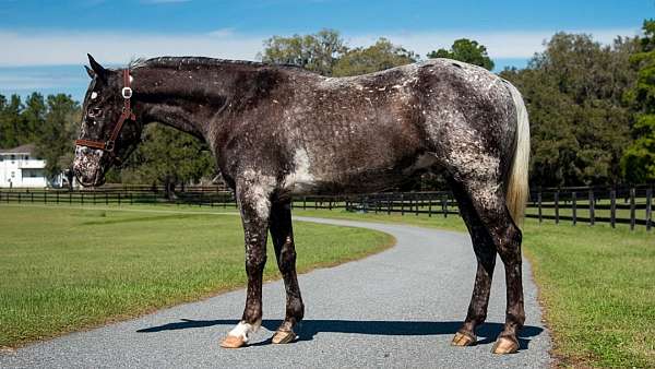 lesson-appaloosa-horse