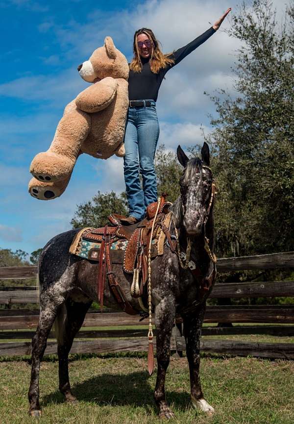 performance-appaloosa-horse