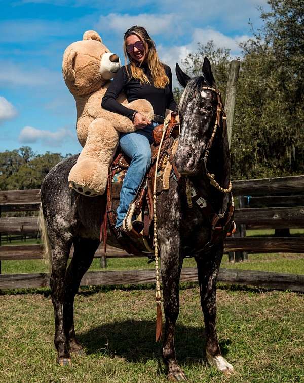 ranch-work-appaloosa-horse