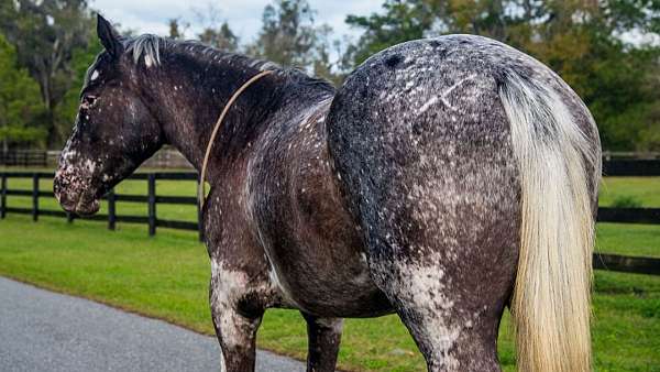 ridden-english-appaloosa-horse