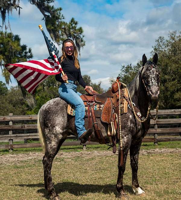 ridden-western-appaloosa-horse