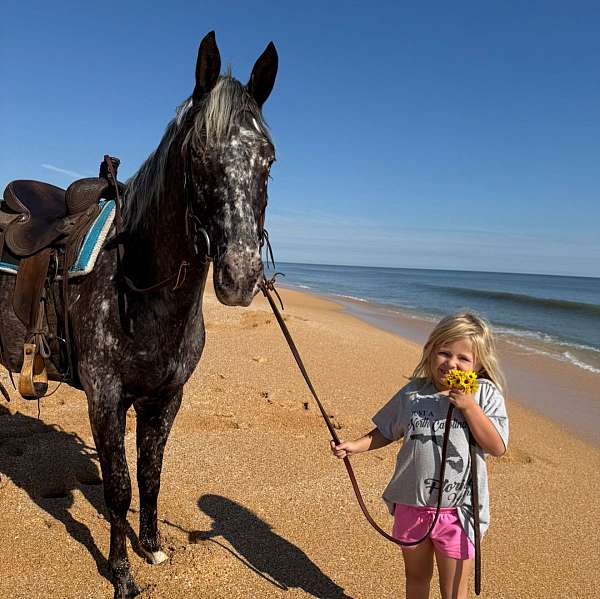 show-appaloosa-horse