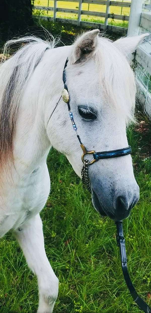 double-registered-therapy-miniature-pony