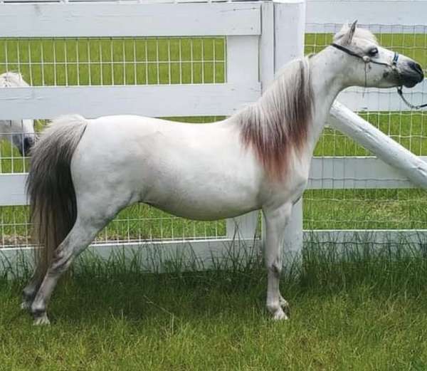 grey-white-miniature-pony-mare-broodmare