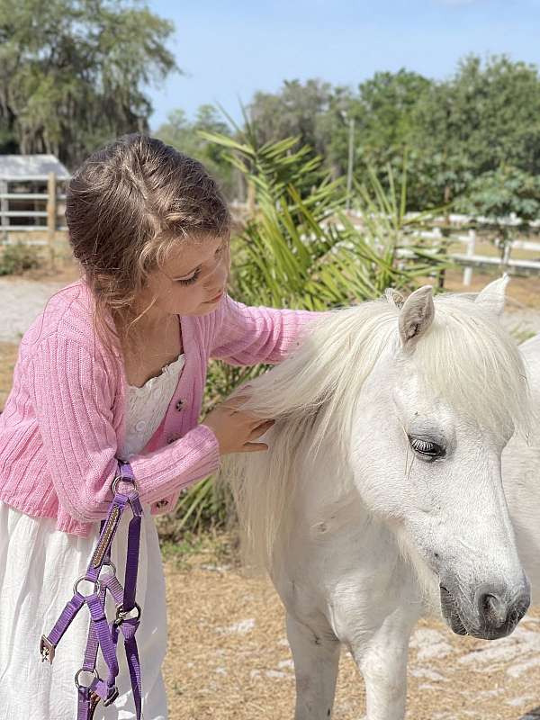 grey-white-double-registered-therapy-pony