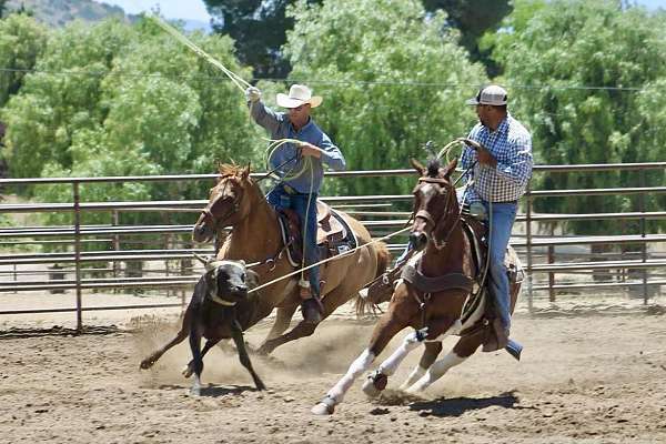 fairgrounds-paint-horse