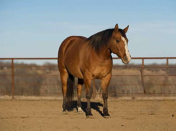 athletic-quarter-horse