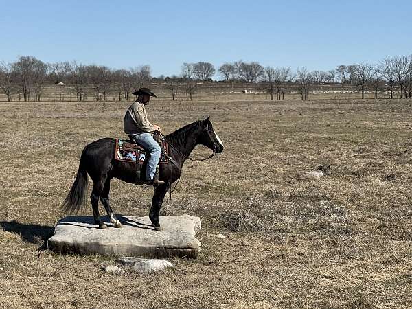 calf-roping-quarter-horse