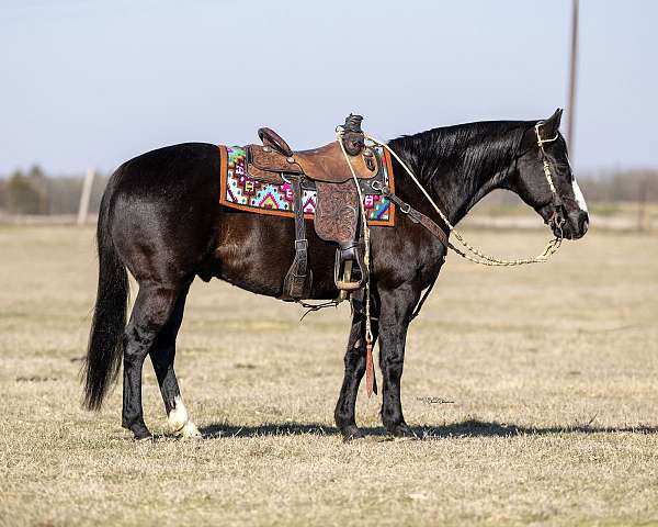 flashy-quarter-horse