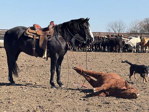 husband-safe-quarter-horse