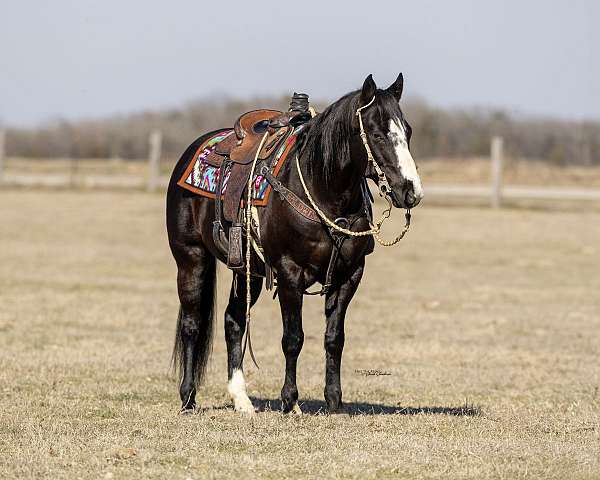 performance-quarter-horse