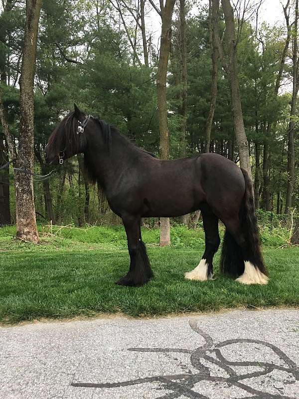 friesian-pony-for-sale