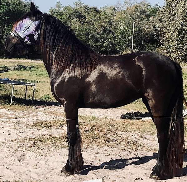 friesian-pony