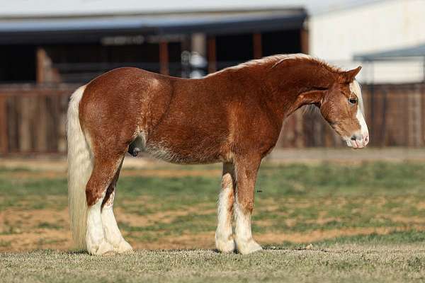 athletic-haflinger-horse