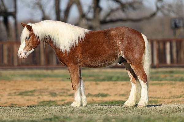 driving-haflinger-horse