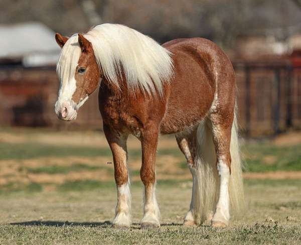 flashy-haflinger-horse