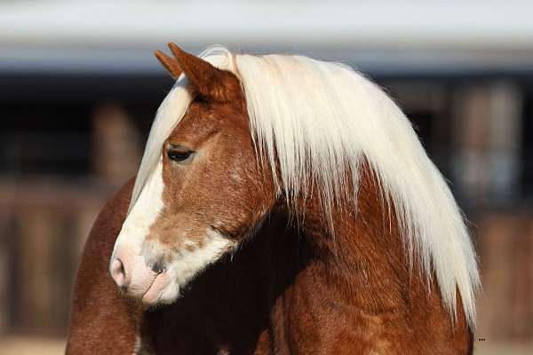 husband-safe-haflinger-horse