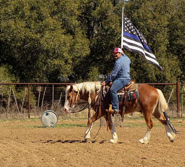 ranch-work-haflinger-horse