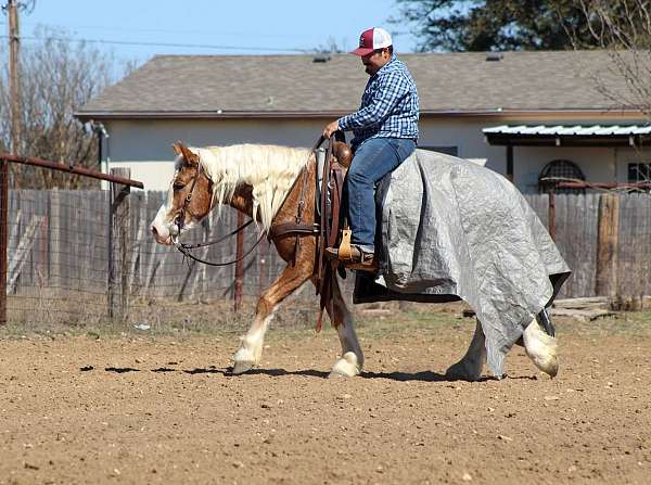 show-haflinger-horse