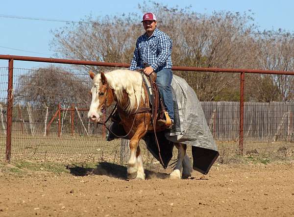 team-driving-haflinger-horse