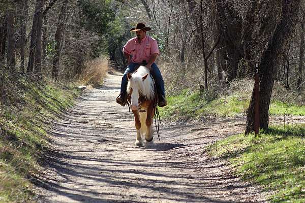 trail-riding-haflinger-horse