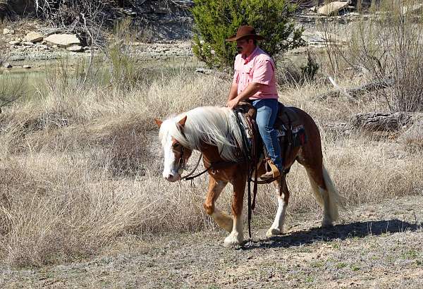 sorrel-haflinger-gelding