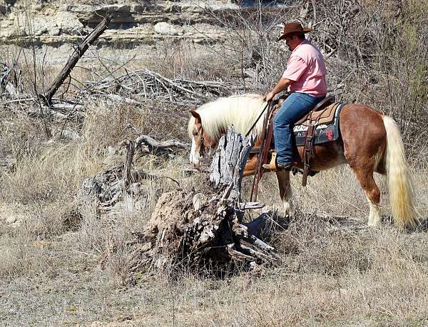 working-cattle-haflinger-horse