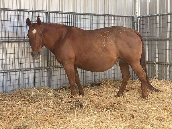 reining-derby-horse