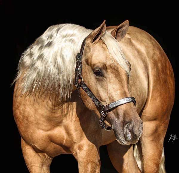 reining-derby-quarter-horse